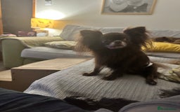Chihuahua dogs for sale: Outstanding Quality Long Coat Chihuahua  - Image 4