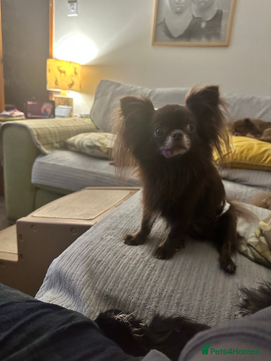 Chihuahua dogs for sale: Outstanding Quality Long Coat Chihuahua  - Image 4