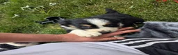 Border Collie dogs for sale: Two beautiful boys available boarder collie pups - Advert 8