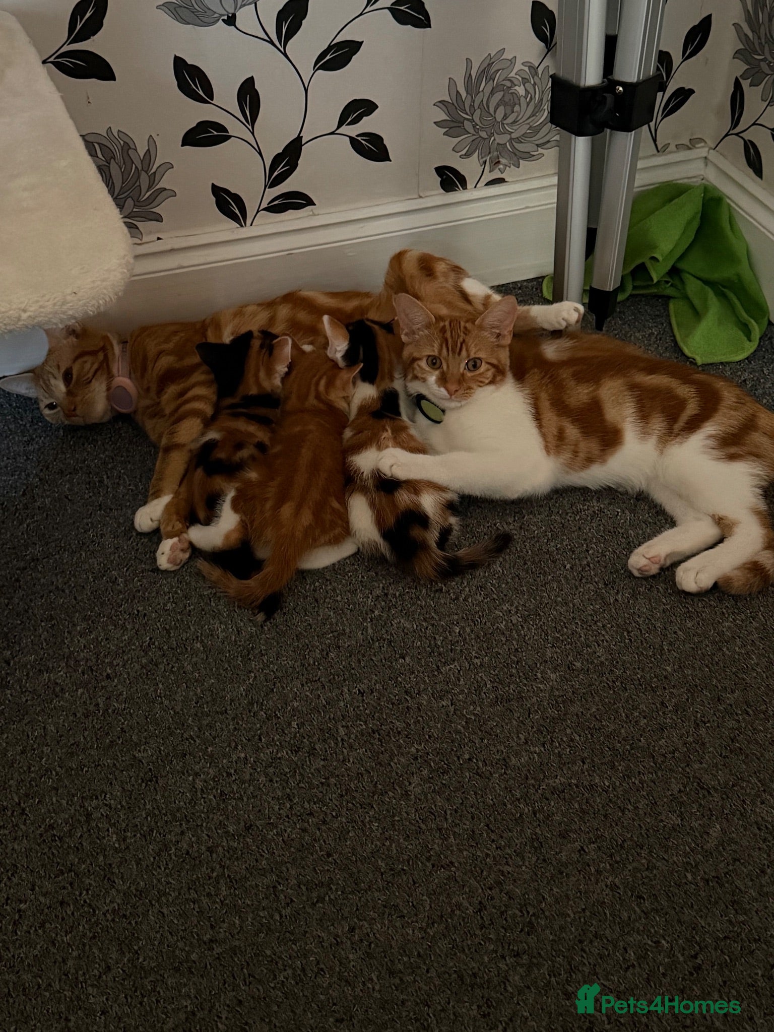 Domestic Shorthair cats Kittens for sale - Advert 1