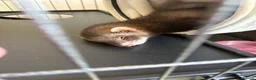 Ferret rodents for sale: 2 Female ferrets in Birkenhead - Advert 4