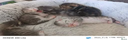 Mixed Breed cats for sale: Siberian X kittens  in Manchester - Advert 3