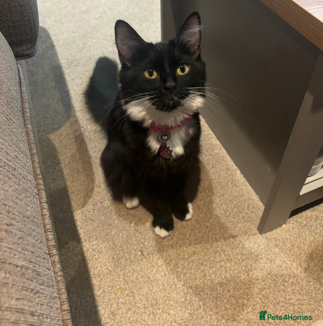 Mixed Breed cats for sale: Female semi coat black and white  - Advert 2