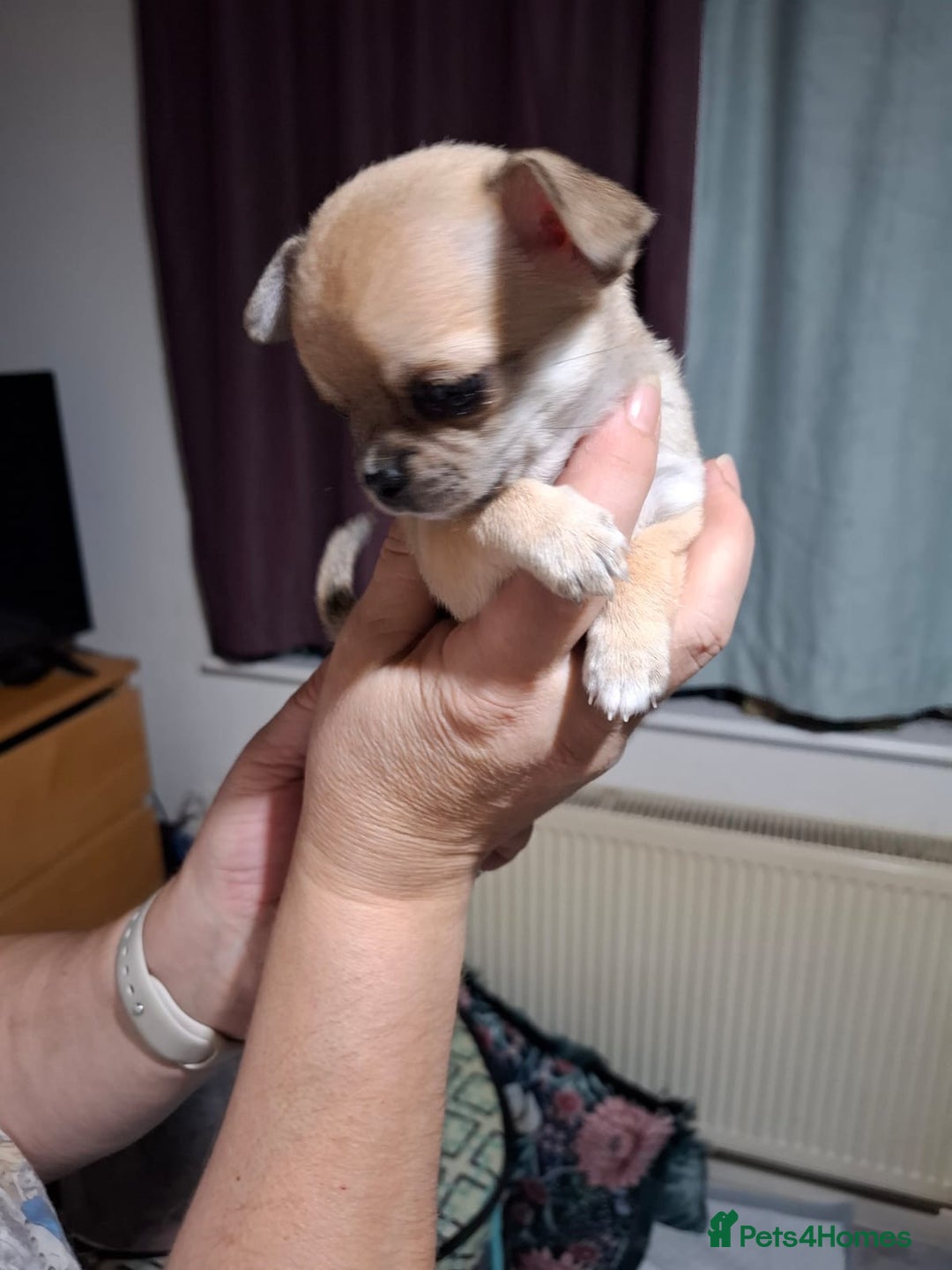 Chihuahua dogs for sale: Beautiful Chihuahua puppies. Two girls left  - Advert 21