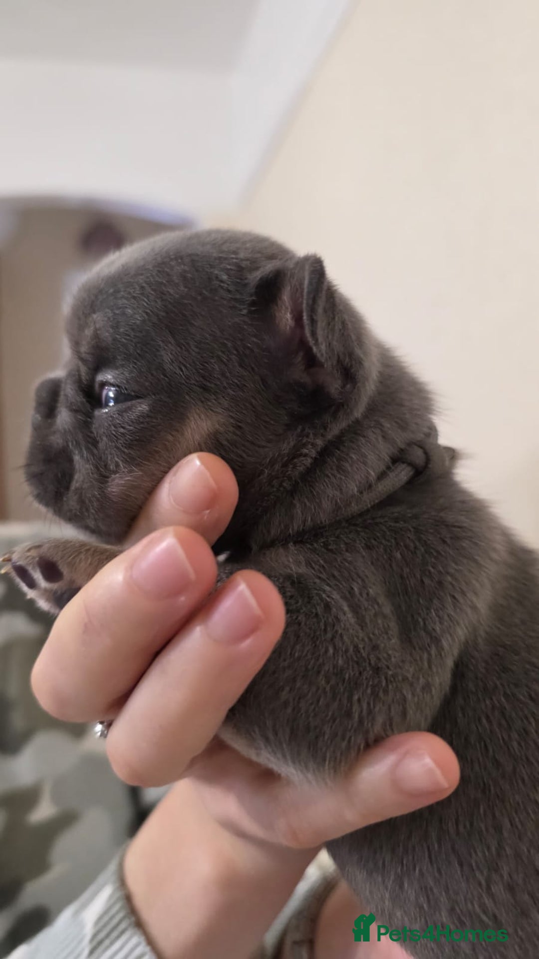 French Bulldog dogs for sale: Beautiful litter of French Bulldogs - Advert 13