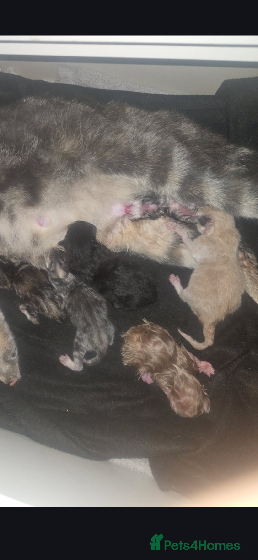 Mixed Breed cats for sale: Kittens ready ready ad - Advert 2