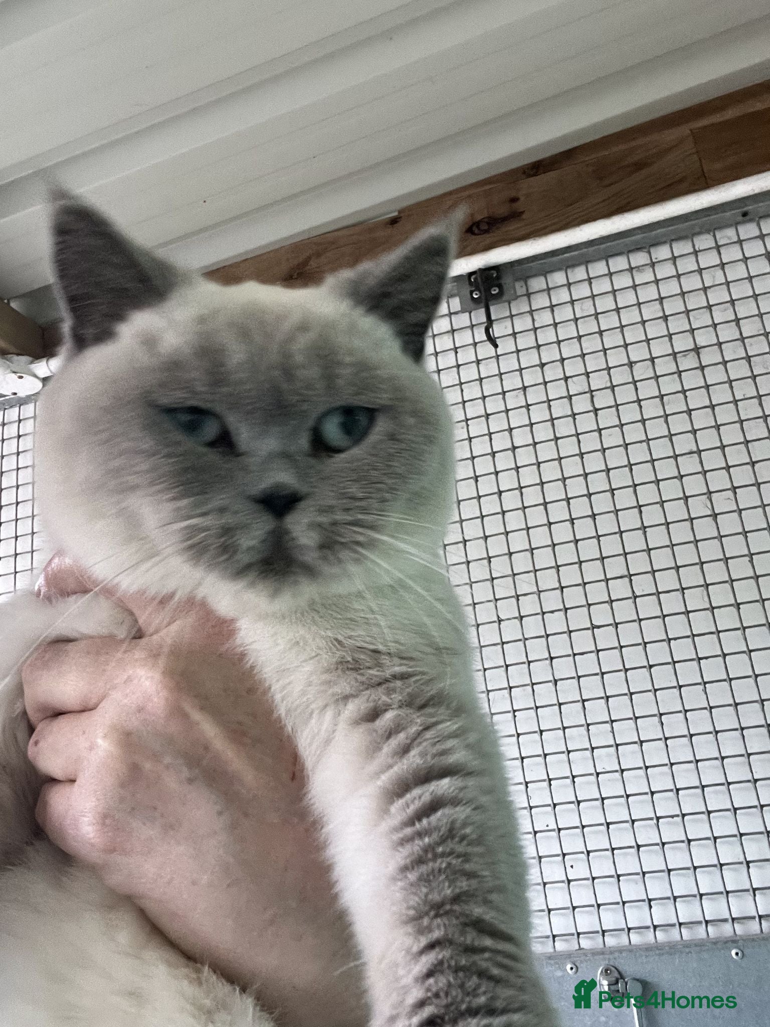 British Shorthair cats Lilac Colourpoint Active GCCF Reg Female - Advert 1