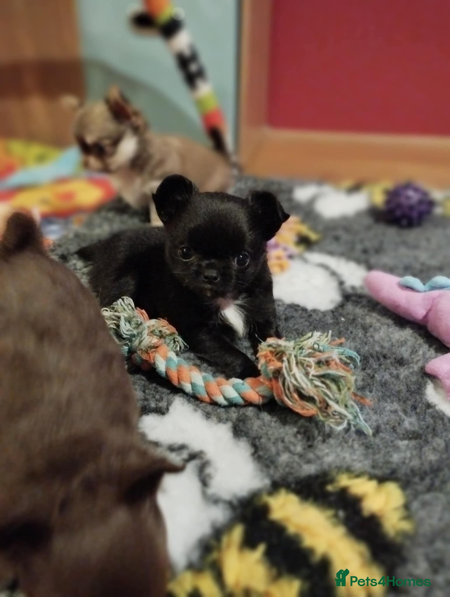 Chihuahua dogs ❤️‍🔥DNA tested parents❤️‍🔥LC 1Boys KC REG  - Advert 2