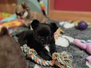 Chihuahua dogs ❤️🔥DNA tested parents❤️🔥LC 1Boys KC REG - Advert 6