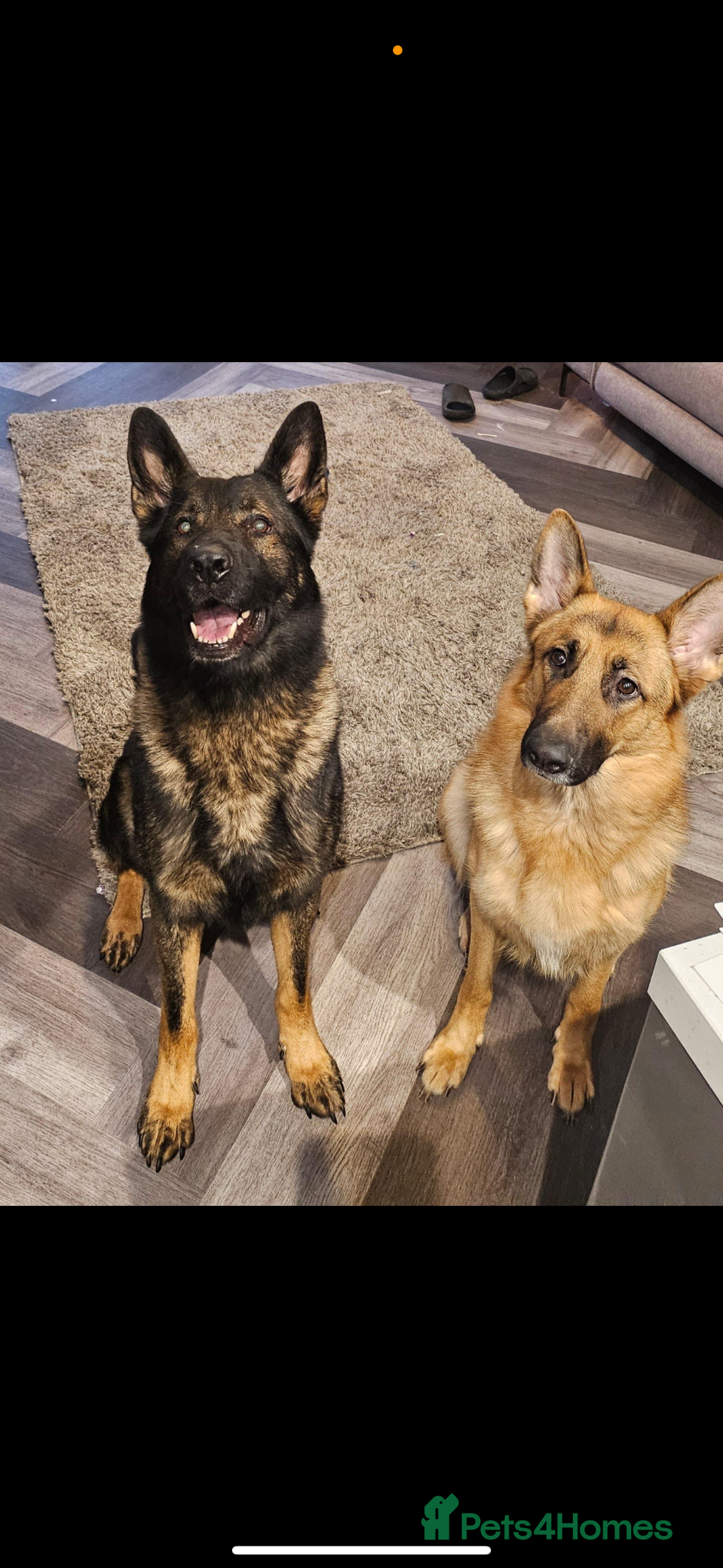 German Shepherd dogs !!!READY TO LEAVE!!! 10 beautiful GSD puppies - Advert 1
