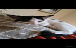 Domestic Shorthair cats for sale: Kittens in Oxford - Image 5