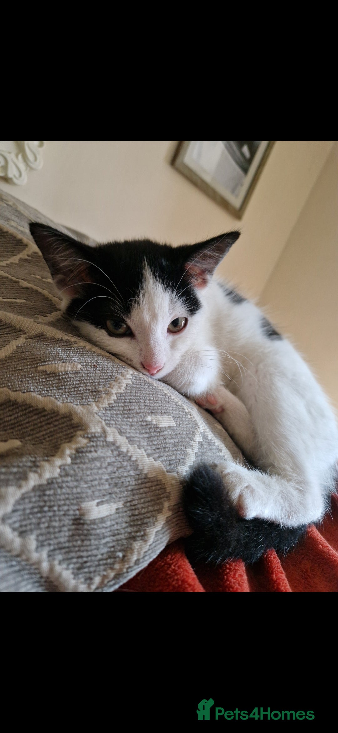 Domestic Shorthair cats for sale: Kittens in Oxford - Image 5