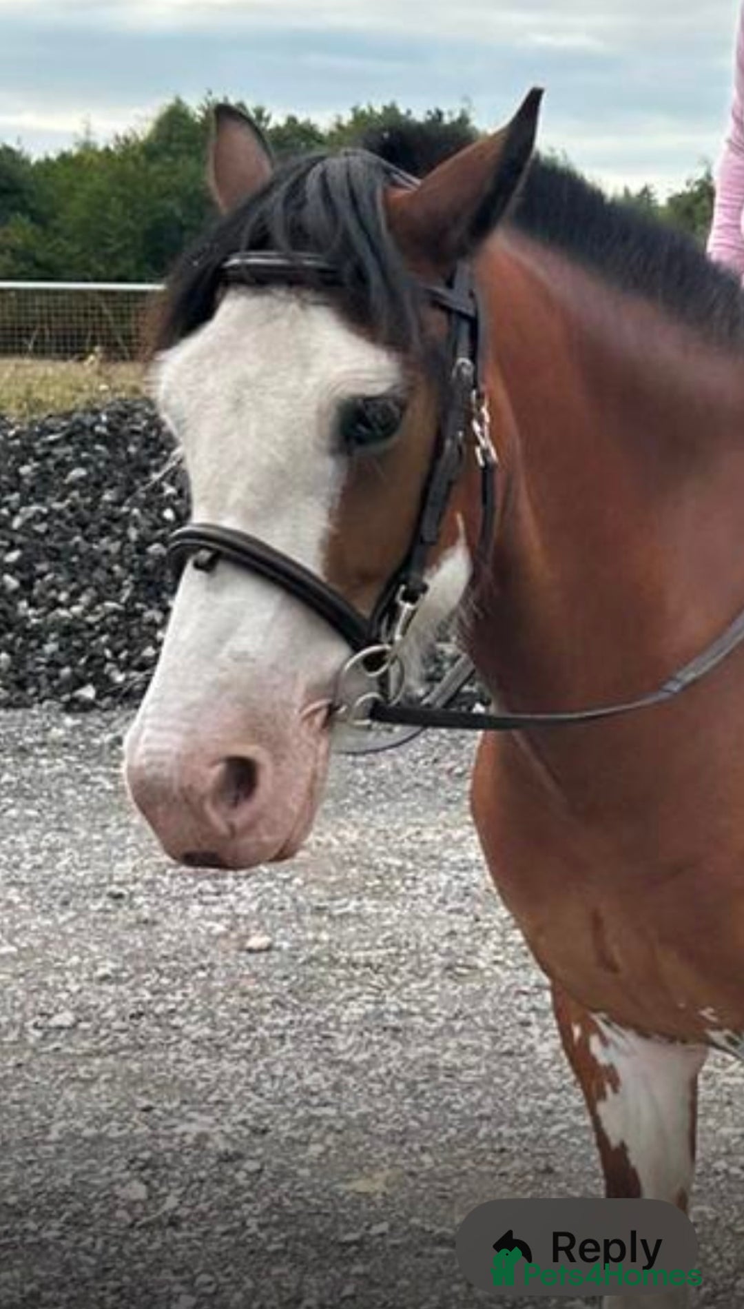 Welsh Section D horses for sale: Beautiful 14.1hh 4year old mare  - Advert 4