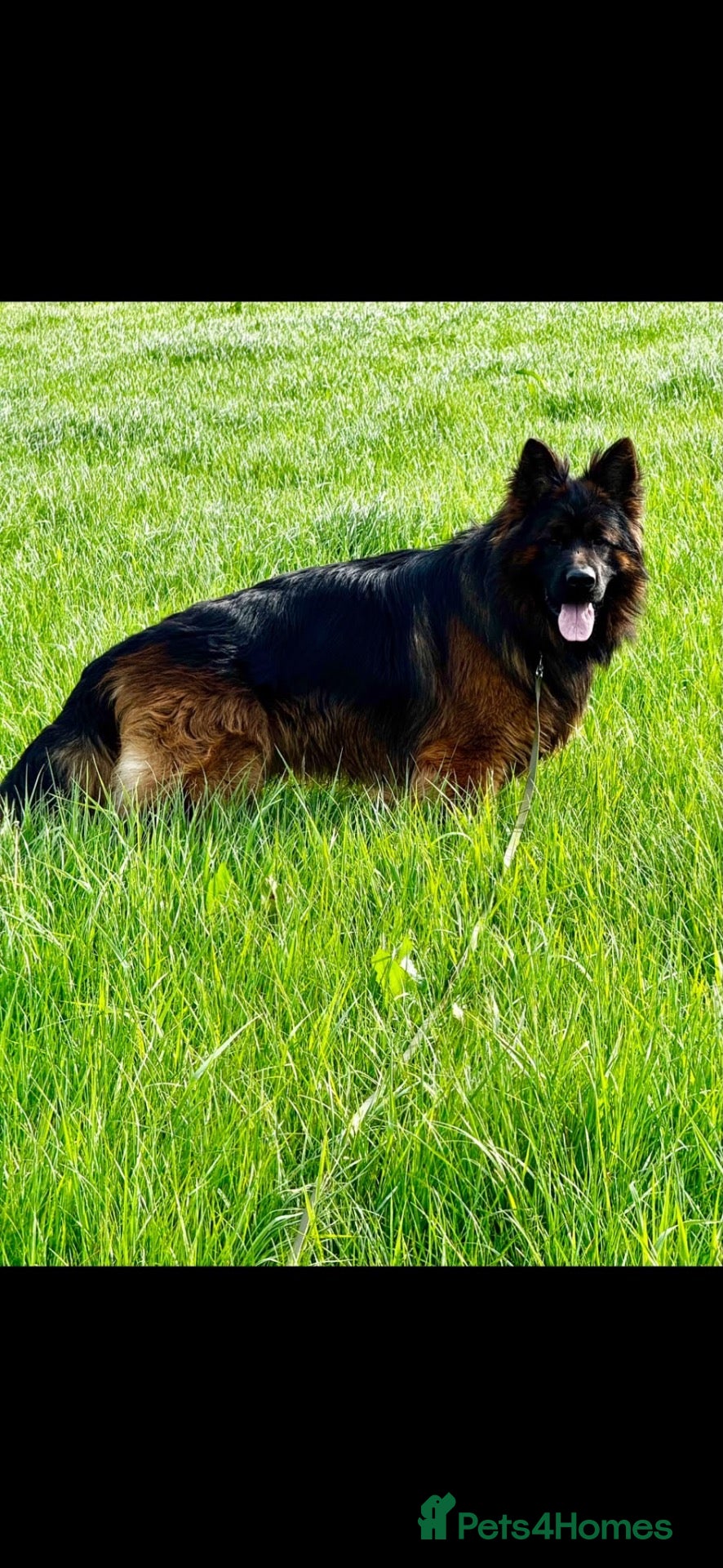 German Shepherd dogs QUALITY GERMAN SHEPHERD LONG HAIR PUPPIES  - Advert 2