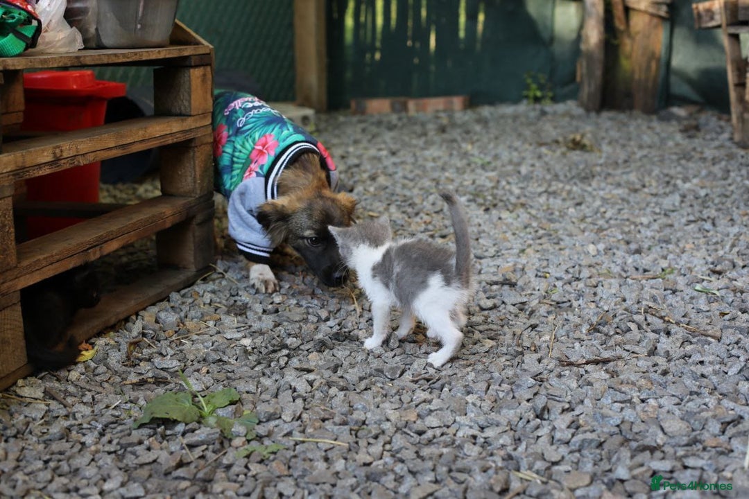 Mixed Breed dogs for adoption: 💖🐶 LOLLY & JOLIE 🐶💖 - Image 33