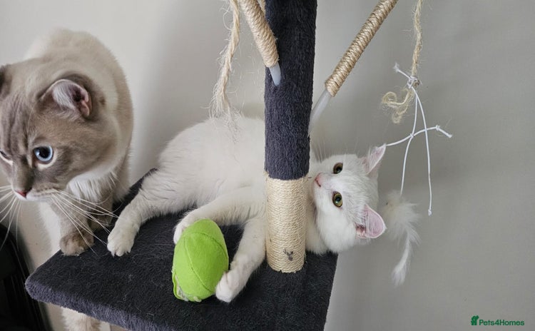 Turkish Angora cats - Advert 2