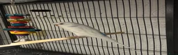 Budgerigars birds for sale: Two Budgie Sisters Looking for a Loving Home - Advert 4