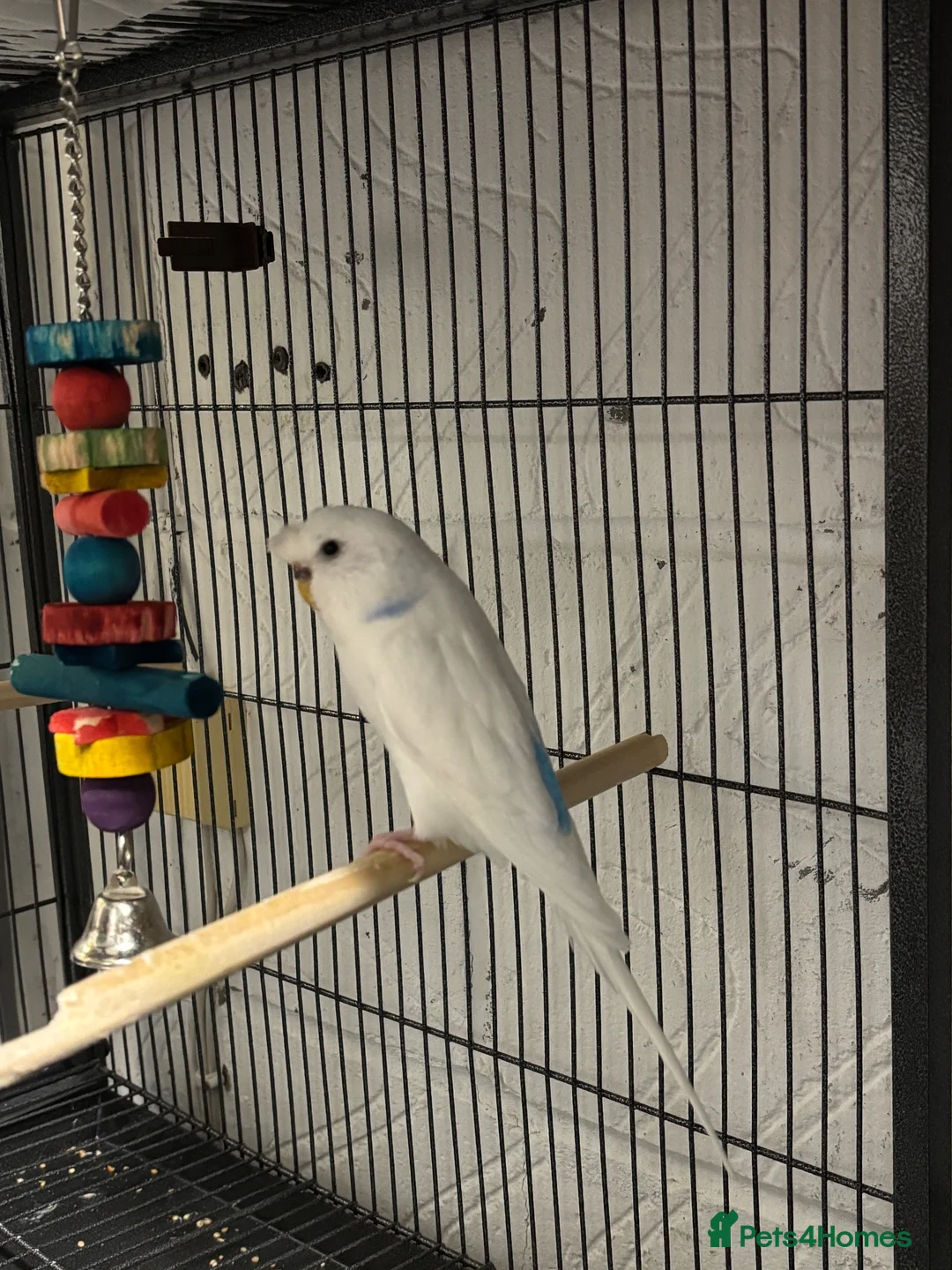 Budgerigars birds for sale: Two Budgie Sisters Looking for a Loving Home - Advert 4
