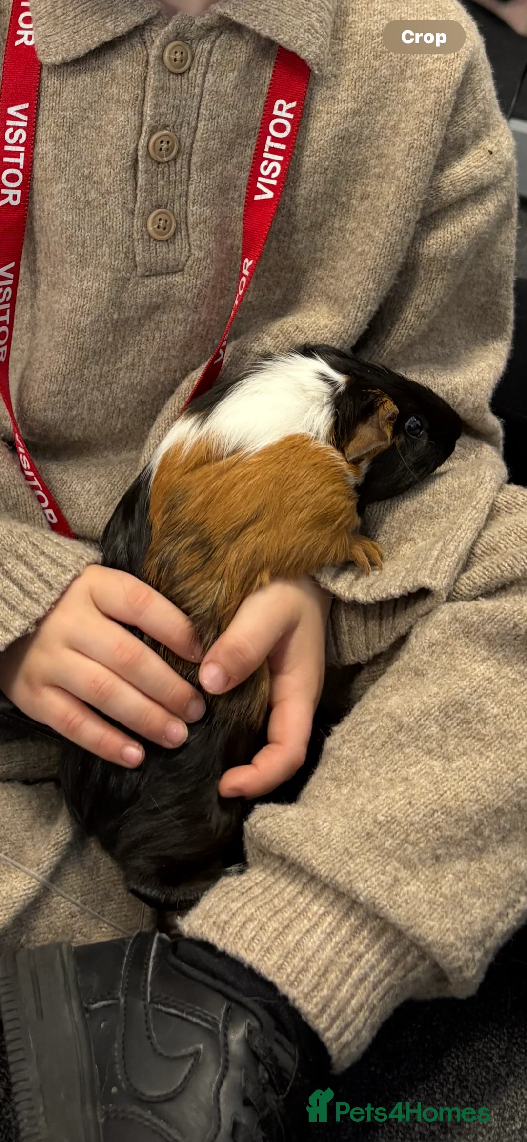 Guinea Pig rodents for sale: Pair of bonded female guinea pigs  - Advert 5