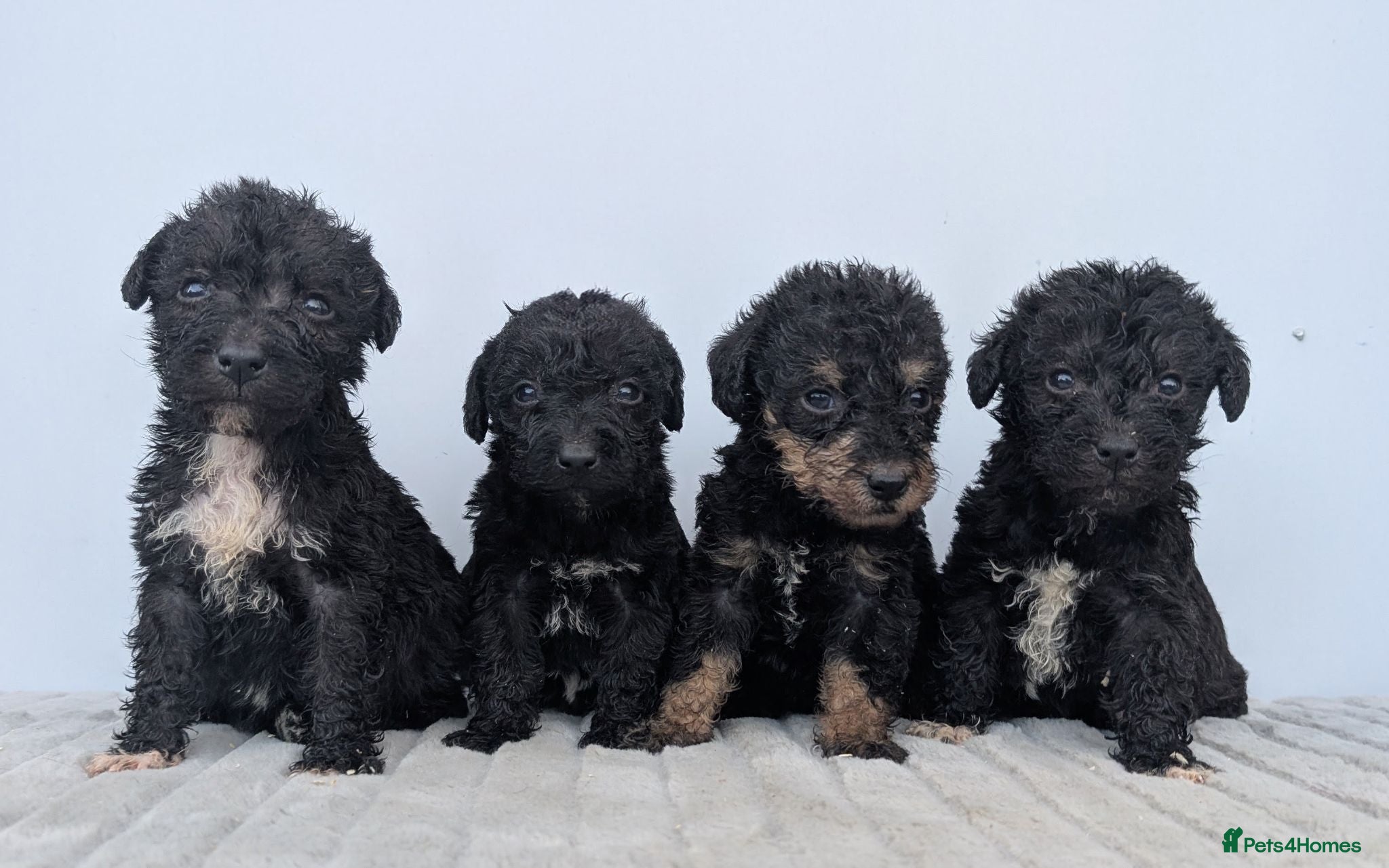 Bedlington Terrier dogs Adorable Blue Working Type Bedlington Pups  - Advert 1