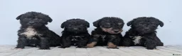 Bedlington Terrier dogs for sale: Adorable Blue Working Type Bedlington Pups  - Advert 1