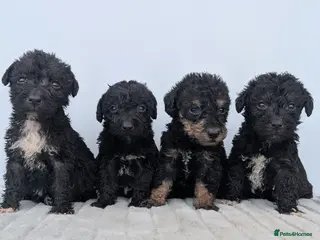 Bedlington Terrier dogs Adorable Blue Working Type Bedlington Pups - Advert 1