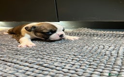 French Bulldog dogs for sale: ♥️Litter of 6 French Bulldog Puppies♥️ - Advert 9
