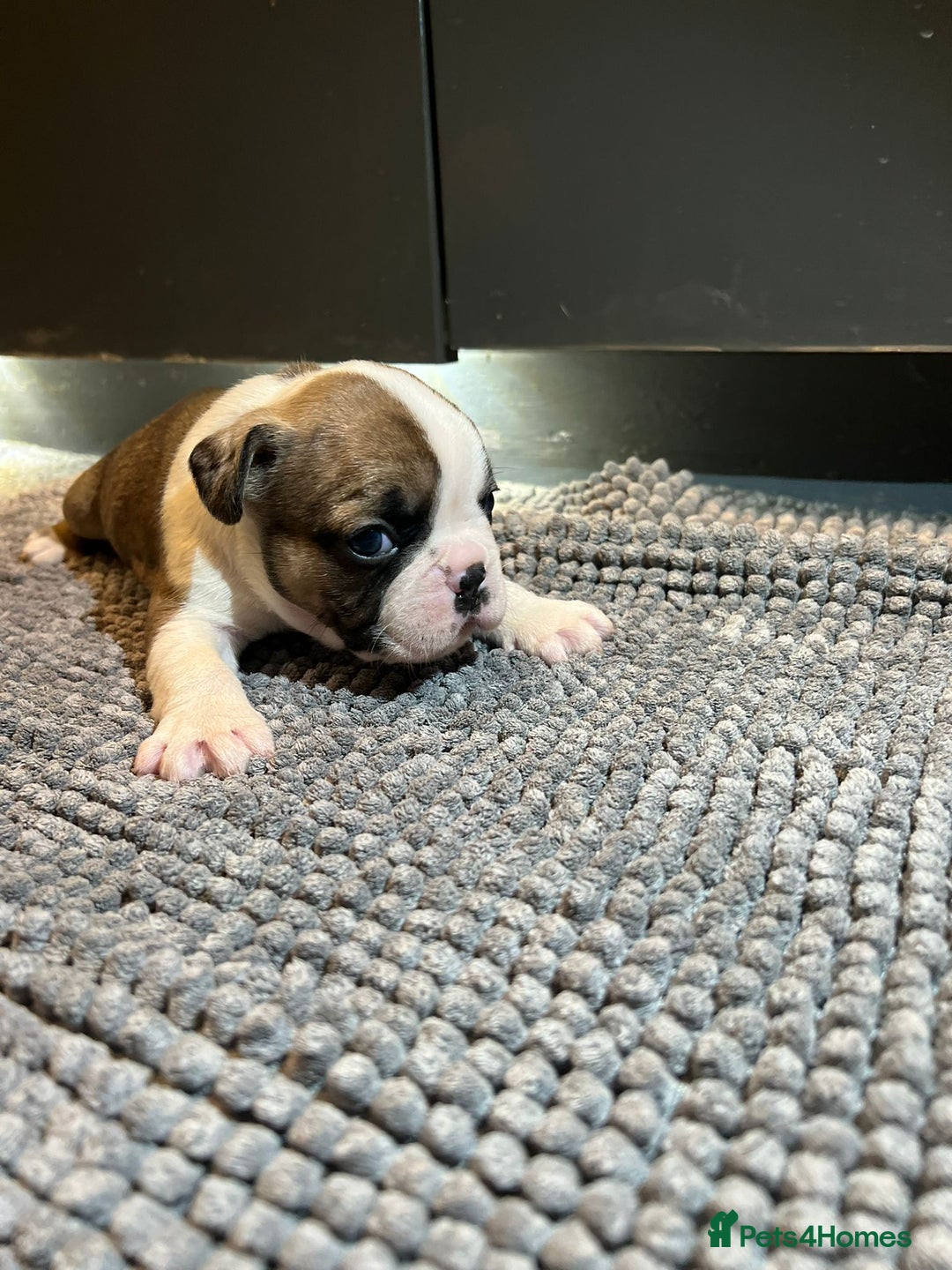 French Bulldog dogs for sale: ♥️Litter of 6 French Bulldog Puppies♥️ - Advert 9