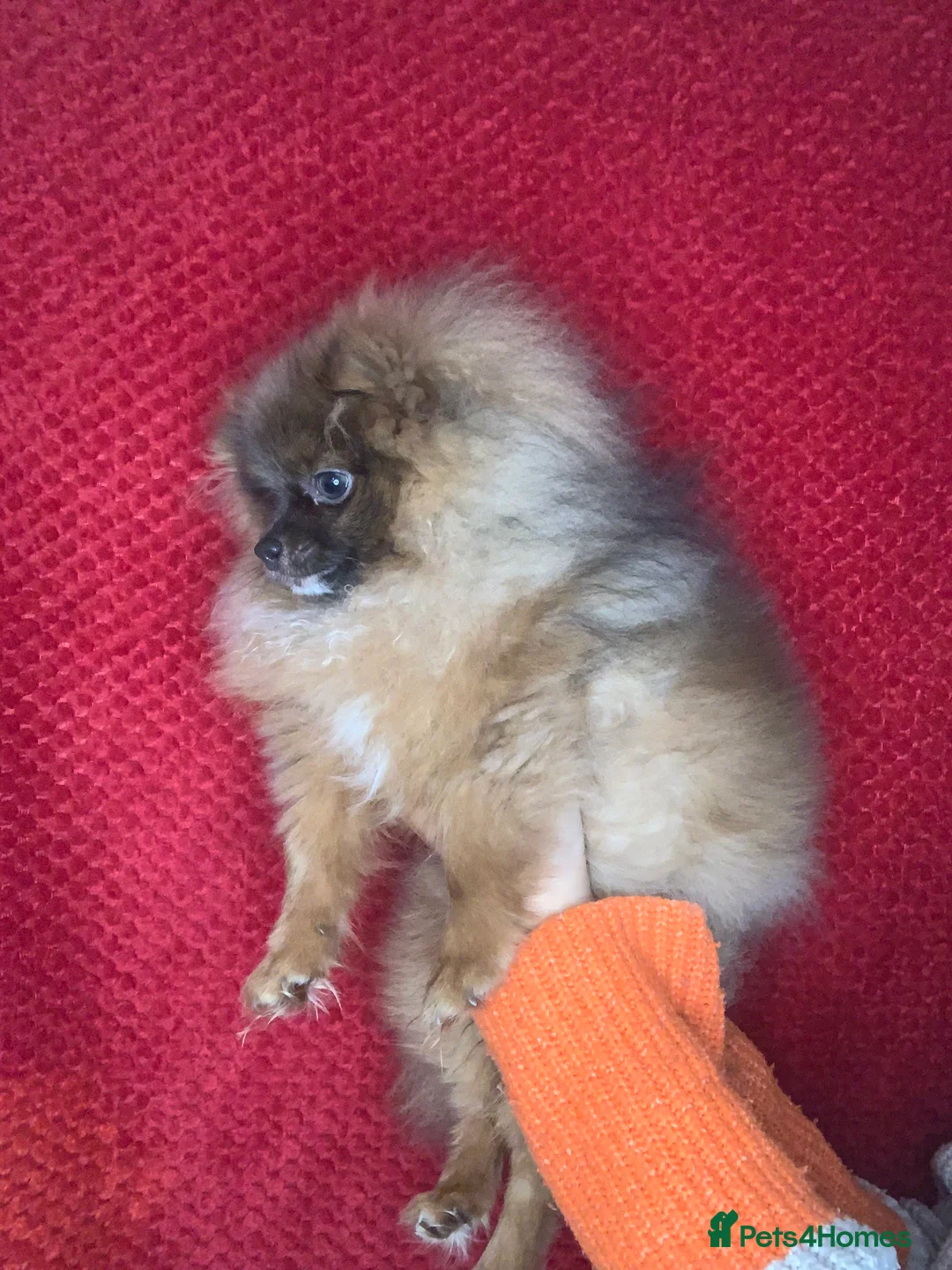 Pomeranian dogs for sale: Tiny Female Pomeranian (Family home only ) - Advert 5