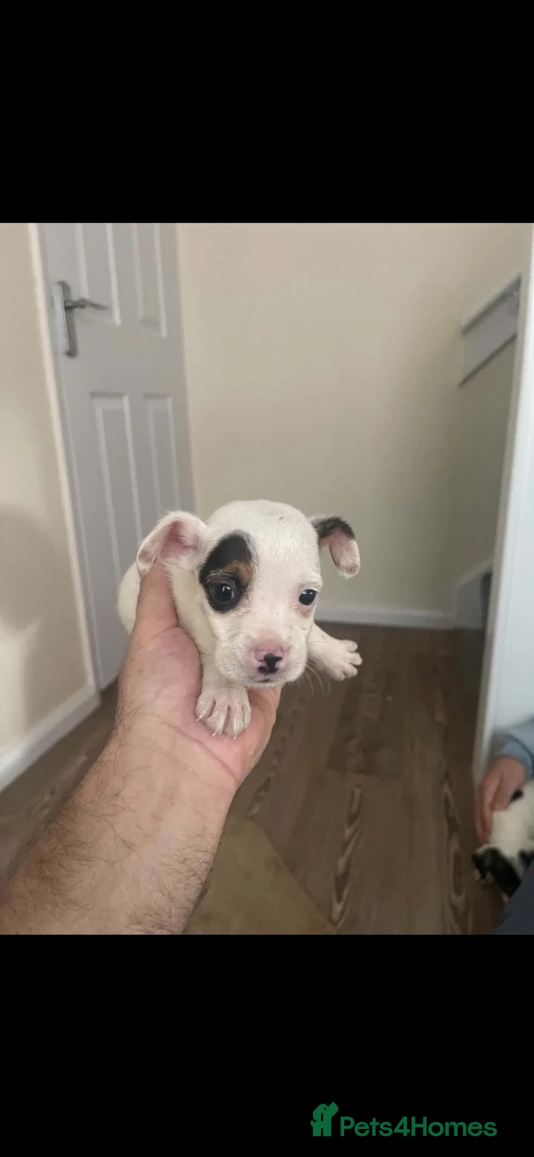 Jack Russell dogs for sale: Jack Russell  in Wrexham - Advert 6