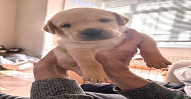 Labrador Retriever dogs - Advert 2