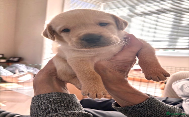 Labrador Retriever dogs - Advert 12