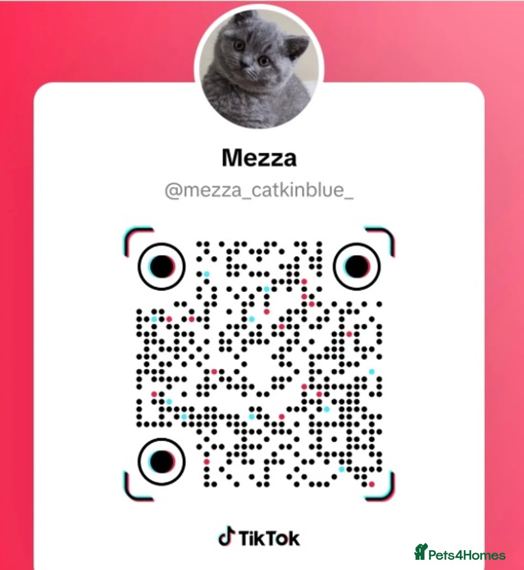 British Shorthair cats for sale: GCCF reg. BSH male and Blue cream girl  - Image 7