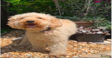 Mixed Breed dogs - Advert 3