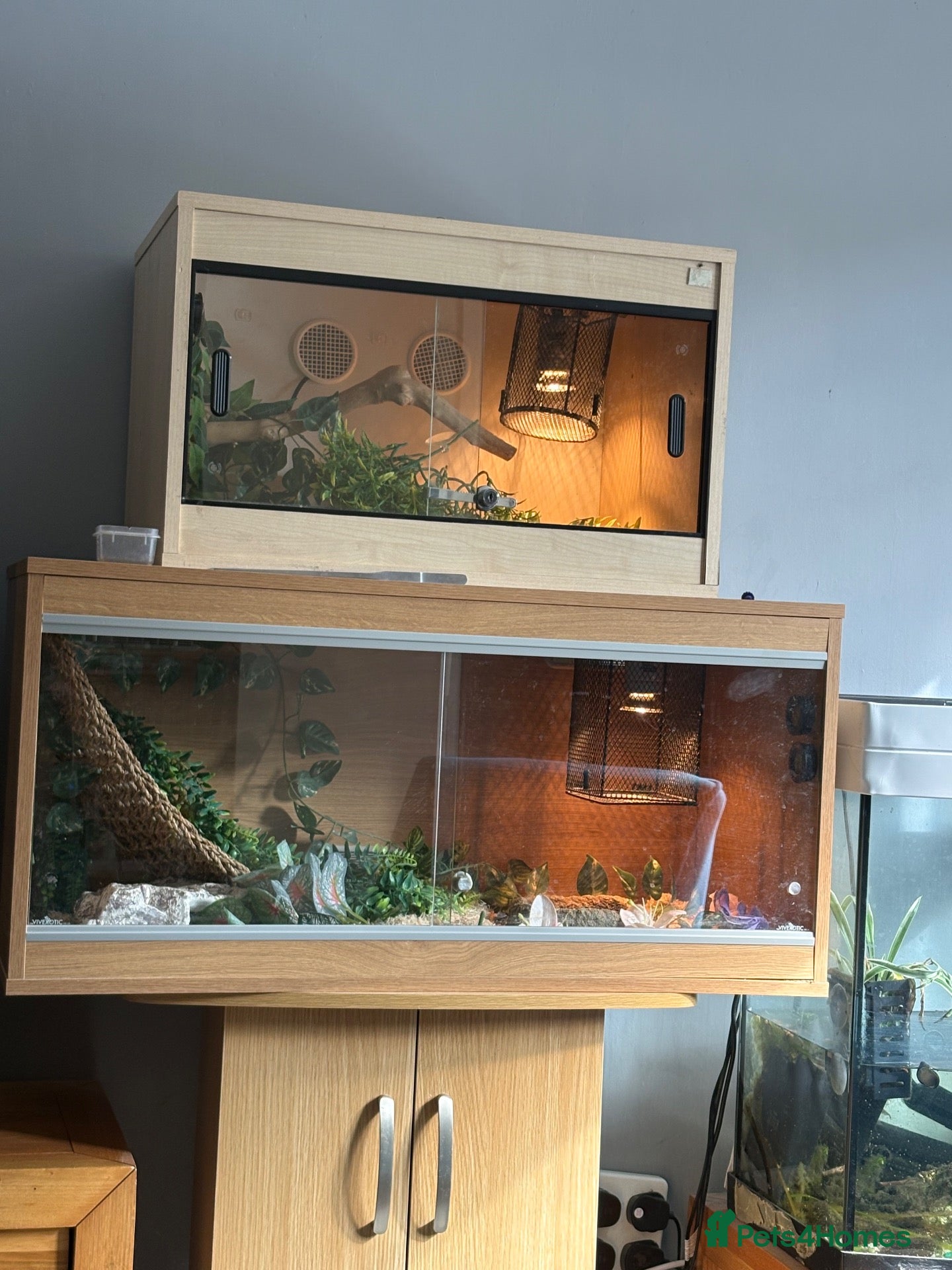 Snake reptiles 2 western hognose snakes and 2 vivariums. - Advert 10