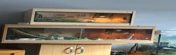 Snake reptiles for sale: 2 western hognose snakes and 2 vivariums. - Advert 1