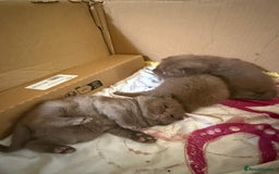 British Shorthair cats for sale: Pure British short hair kittens  - Image 7