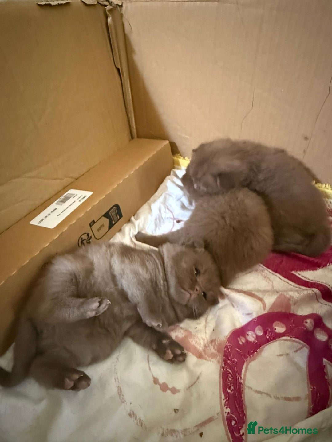 British Shorthair cats for sale: Pure British short hair kittens  - Image 7