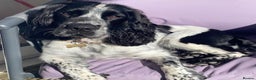 Sprocker dogs for stud: Twice proven handsome Sprocker available for stud in Mexborough - Advert 1
