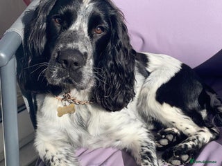 Sprocker dogs in Mexborough - Advert 1