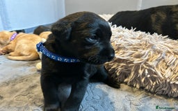 Labrador Retriever dogs for sale: Beautiful Labrador puppies 4 coats colour  - Image 5