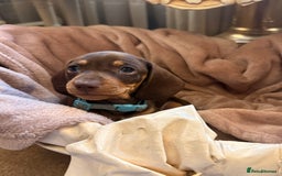 Dachshund dogs for sale: KC one little girl left STANDARD dachshund puppy  - Image 18