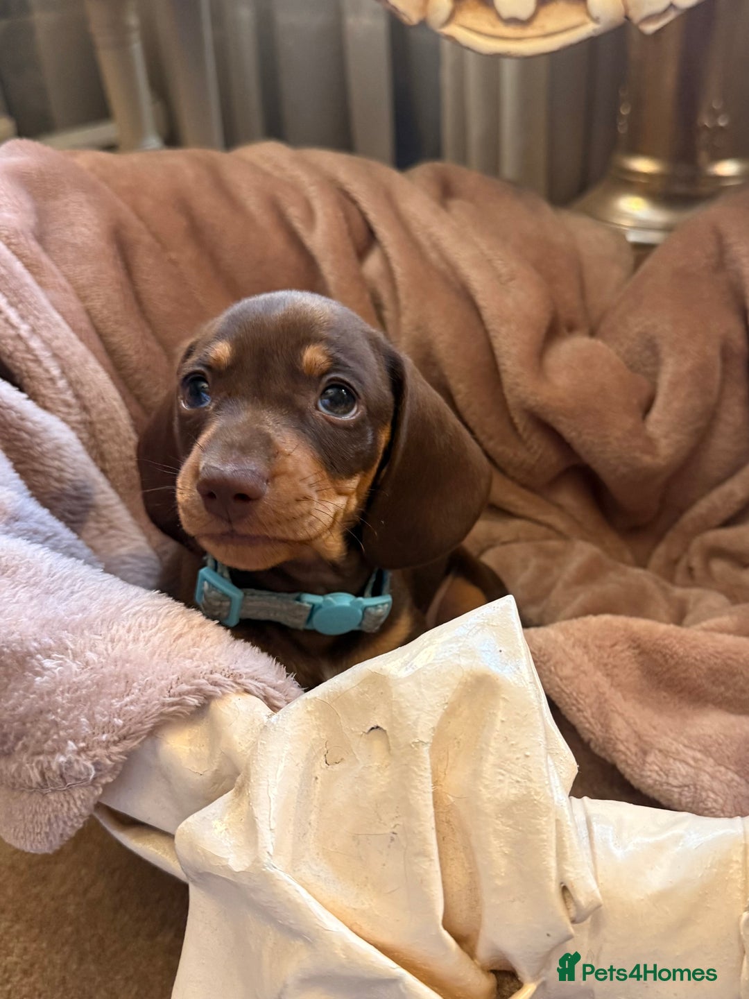 Dachshund dogs for sale: KC one little girl left STANDARD dachshund puppy  - Image 18