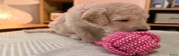 Goldendoodle dogs for sale: Goldendoodle Puppies - Advert 13