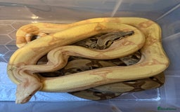 Snake reptiles for sale: Balls and boas - Image 7