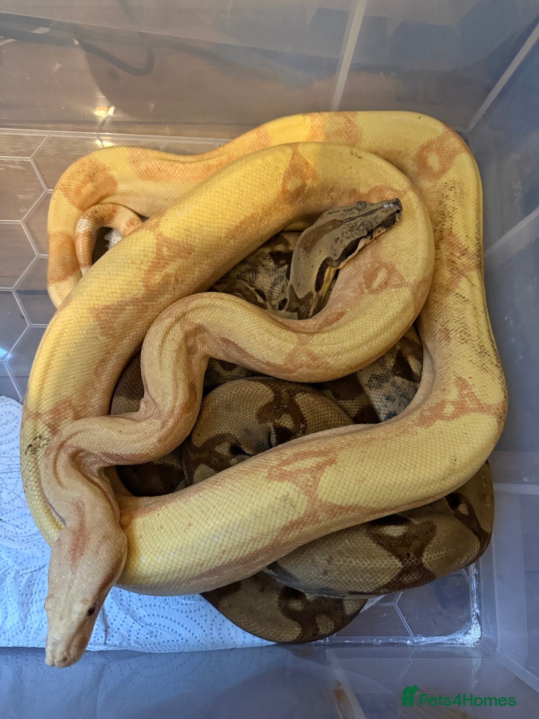 Snake reptiles for sale: Balls and boas - Image 7