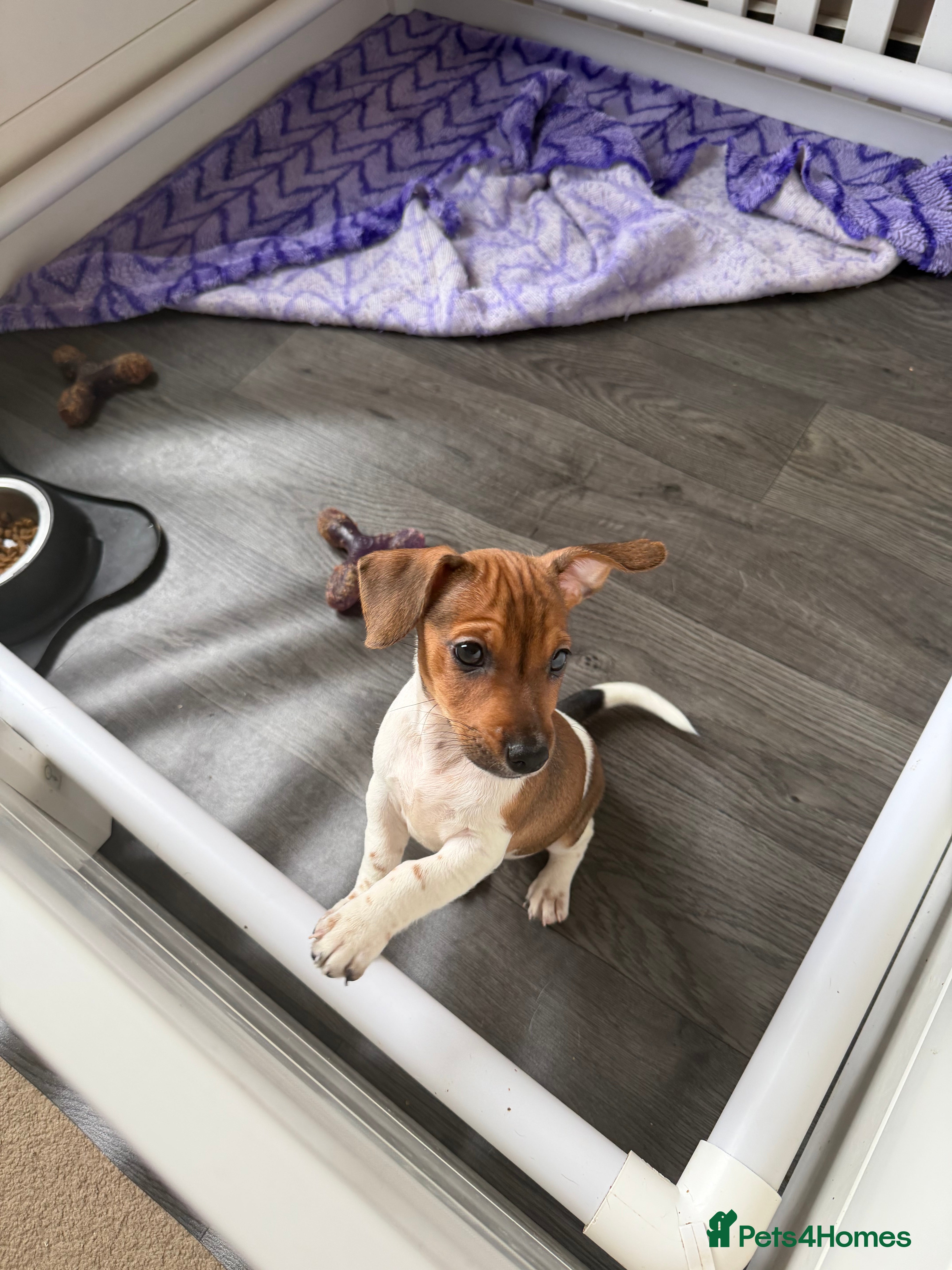 Jack Russell dogs Last Jack Russel Puppy left READY TO GO - Advert 2