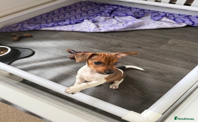 Jack Russell dogs Last Jack Russel Puppy left READY TO GO - Advert 5