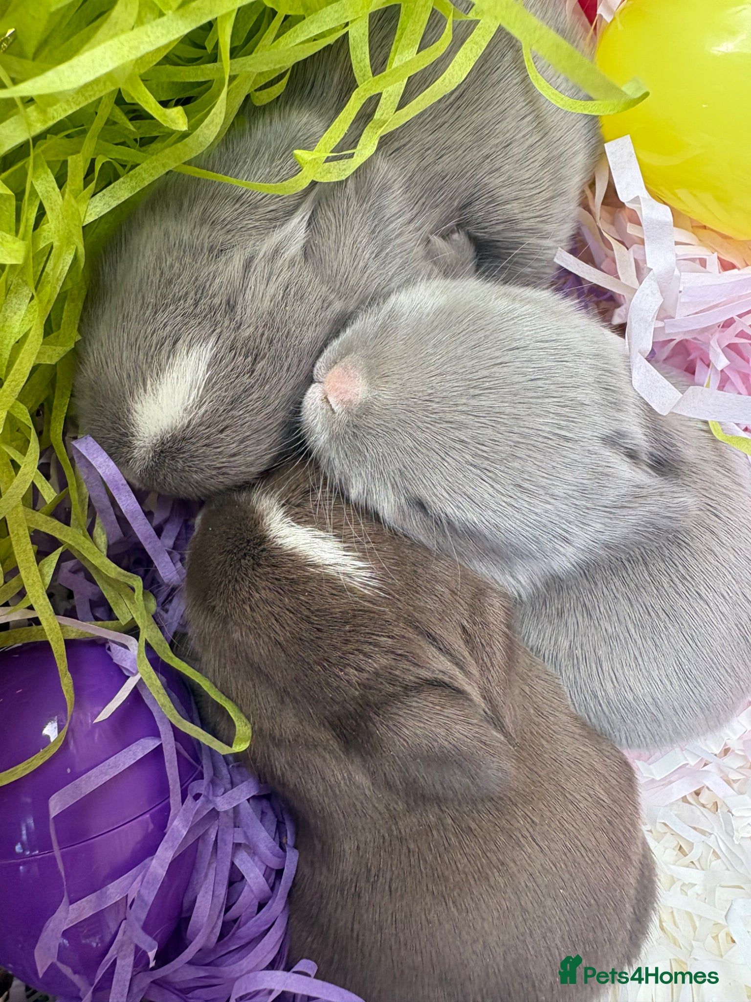 Netherland Dwarf rabbits Sweet Chocolate and blue Netherland Dwarf bunnies - Advert 1