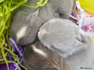 Netherland Dwarf rabbits Sweet Chocolate and blue Netherland Dwarf bunnies - Advert 1